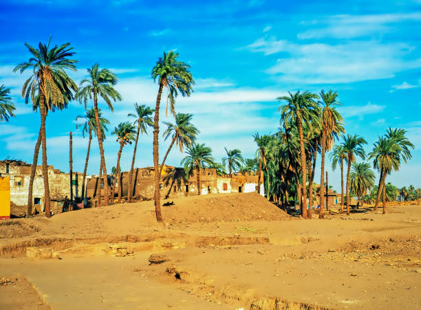 Palm Tree in Marrakesh-Safi, Morocco