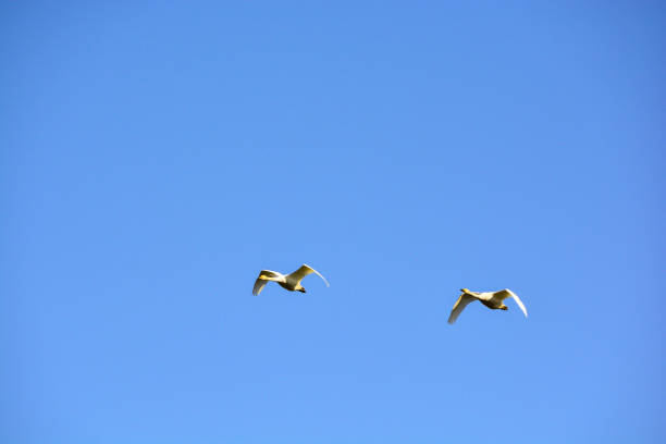 Flock of swans flying in the spring blue sky