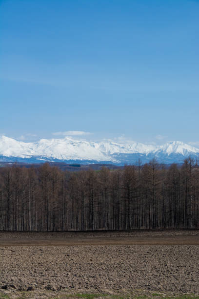 Spring larch forest and snowy mountains with blue sky