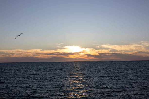 a bird flying in the sunset on the beach