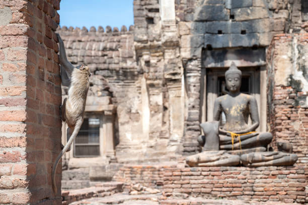 Monkey climbing a brick wall in Phra Prang Sam Yot, the famous Monkey Temple in Lopburi, Thailand, with a Buddha statue and ancient ruins in the background