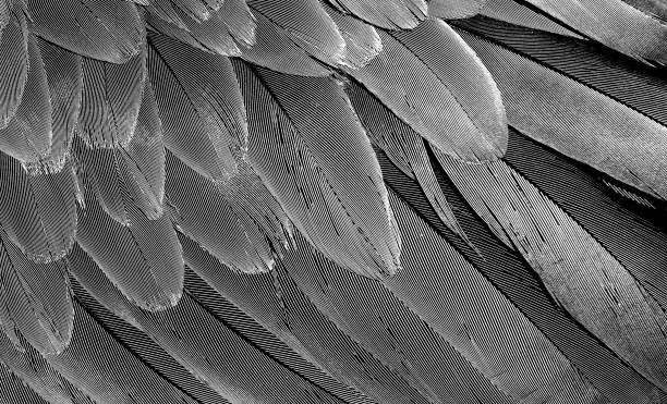 istock bird feathers texture background, black and white. macaw parrot feathers close up 2195251009