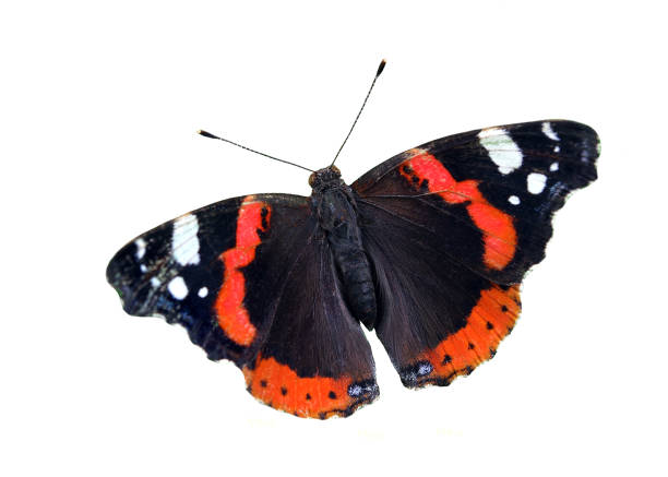 istock bright colorful admiral butterfly isolated on white 2195251357