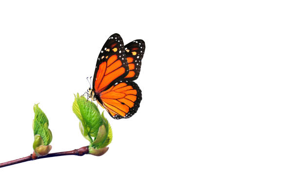istock colorful monarch butterfly on young green leaves on a white. copy space 2195252109