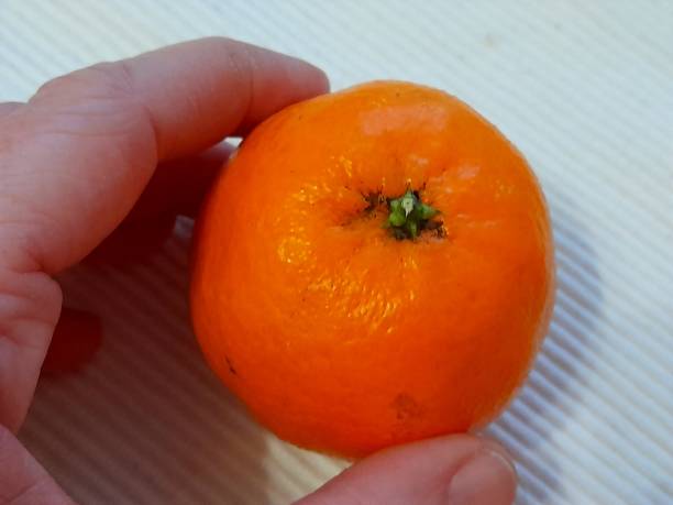 istock One whole mandarin in hand with white background 2195252564