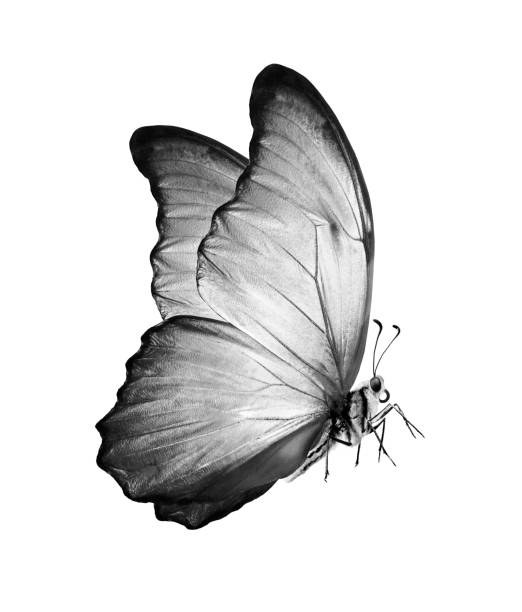 istock morpho butterfly isolated on white. black and white 2195253804