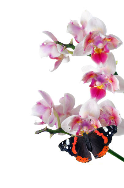 Rare Orchid flowers. Colorful Orchid flowers