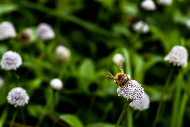 istock Honeybee Collecting Pollen on White Flowers 2195255090