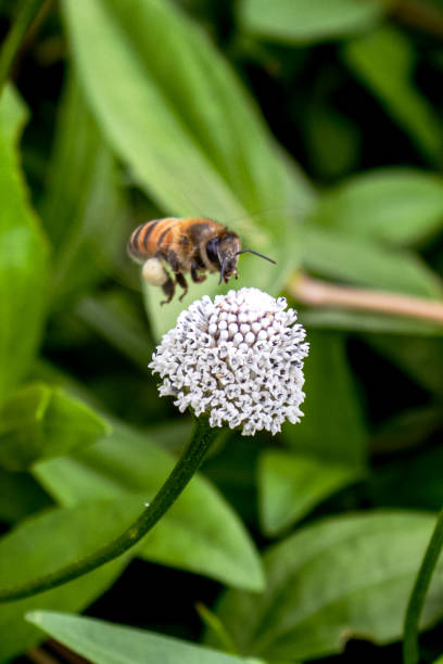 istock Honeybee Pollinating a White Wildflower 2195255091