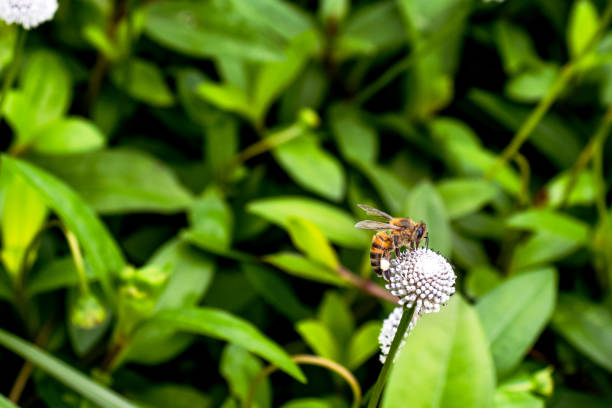 istock Bee Collecting Nectar on a White Wildflower in Green Foliage 2195255093