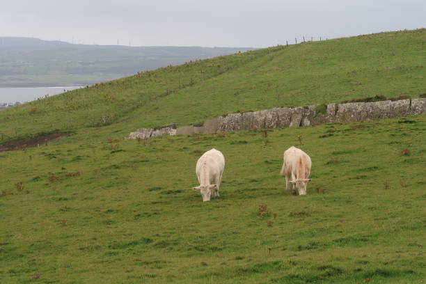 istock Two cows grazing in a meadow in Ireland. 2195255503