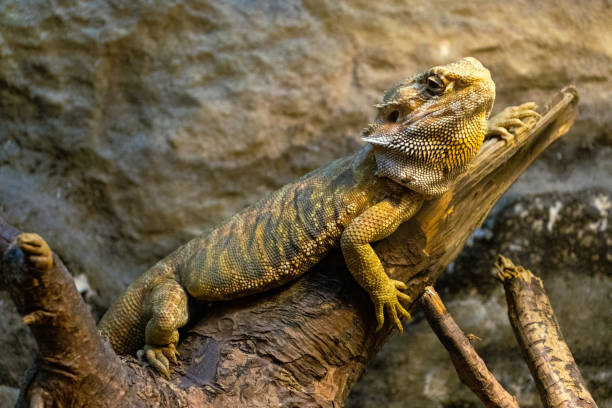 istock Bearded dragon resting on a branch in a rocky enclosure 2195255532