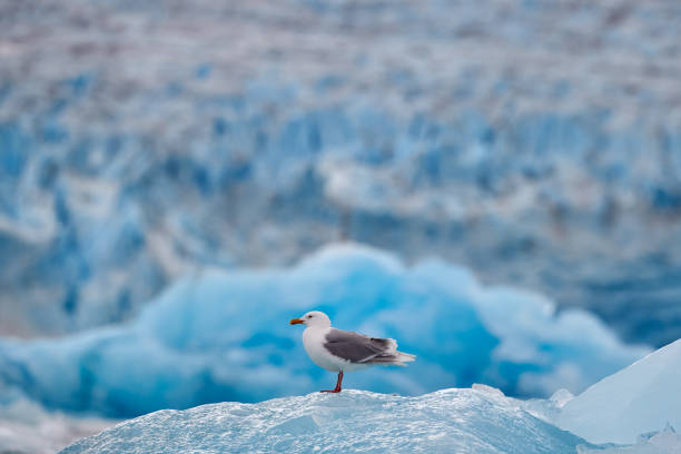 istock Glaucous gull, Larus hyperboreus on ice with snow. Seal carcass with white gull, Bird feeding blood viscera in nature habitat. Animal behavior in Arctic. Blue glacier icebreaker with white bird. 2195255678