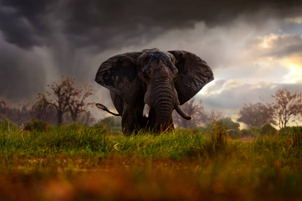 Sunset, Khwai elephant drinking.  Big animal in the old forest. evening orange light, sun set. Magic wildlife scene in nature. Sunset, Elephant feeding tree branch.