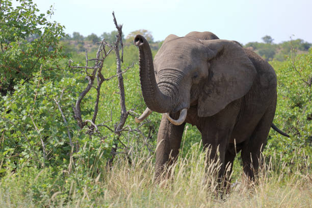 istock Afrikanischer Elefant / African elephant / Loxodonta africana 2195256014
