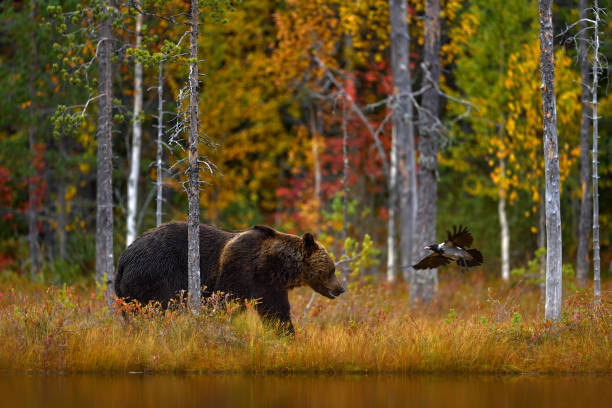 Bear hidden in orange red forest. Autumn trees with bear. Beautiful brown bear walking around lake with fall colours. Dangerous animal in the wood. Wildlife nature from Finland.
