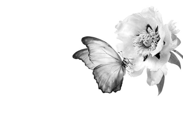 istock tropical morpho butterfly on peony flower isolated on white. black and white 2195257342