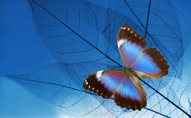 istock natural blue background. blue tropical morpho butterfly on blue skeletonized leaves. 2195257365