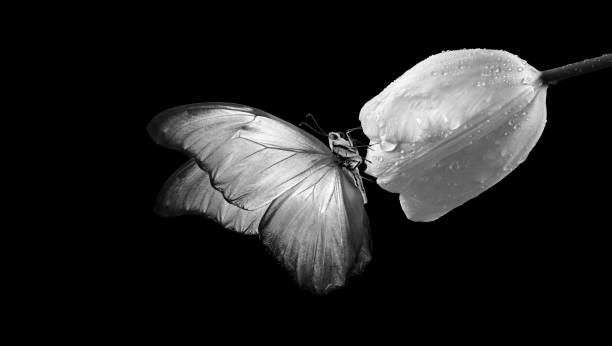 istock tropical morpho butterfly on white tulip flower in dew drops on black. black and white 2195257519