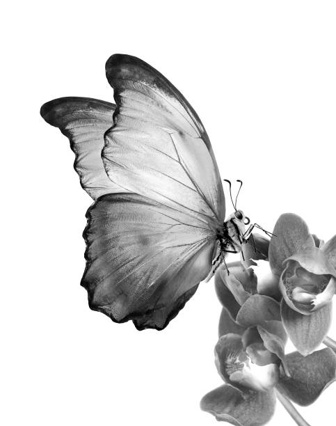 istock tropical morpho butterfly on orchid flowers on white. black and white 2195257746