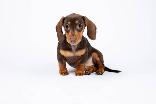 istock Dachshund Puppy Chocolate and tan 2195258101