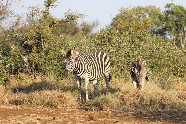 Pilanesberg National Park