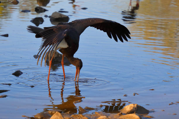 Schwarzstorch / Black Stork / Ciconia nigra