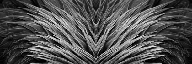 istock abstract black-white bird feather ornament. bird feather pattern. 2195258898