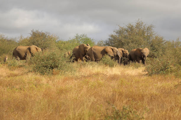 istock Afrikanischer Elefant / African elephant / Loxodonta africana 2195259132