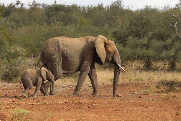 istock Afrikanischer Elefant / African elephant / Loxodonta africana 2195259301