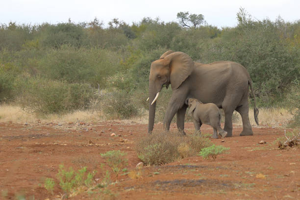 Afrikanischer Elefant / African elephant / Loxodonta africana