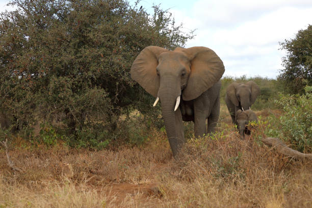 istock Afrikanischer Elefant / African elephant / Loxodonta africana 2195259706