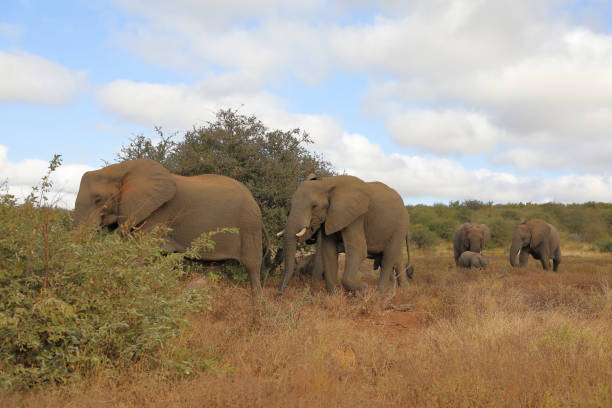 istock Afrikanischer Elefant / African elephant / Loxodonta africana 2195259713