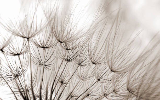 Abstract dandelion flower texture background. Dandelion seeds. Soft focus. Sepia tone