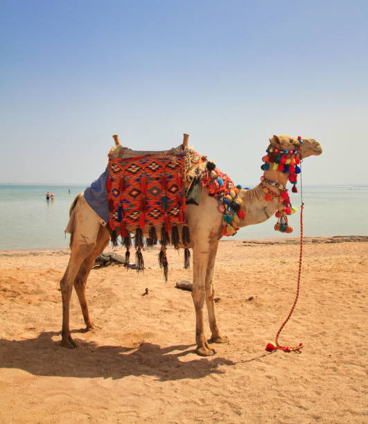Dromedary alone in the desert while looking towards the sandy dunes with the intention of making them. Daylight