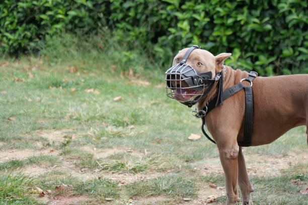 istock A dog in a muzzle enjoys a green outdoor setting, highlighting its obedient and friendly nature 2195263115