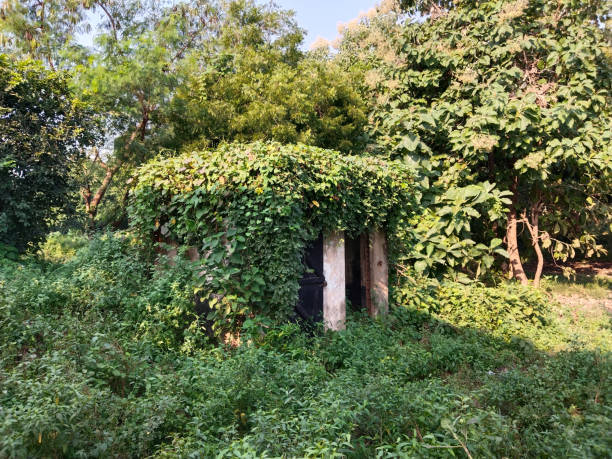 istock Abandoned toilet building with heavy ivy 2195263121