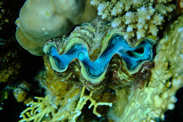 Beautiful underwater scenery of coral reefs at Okinawa Japan