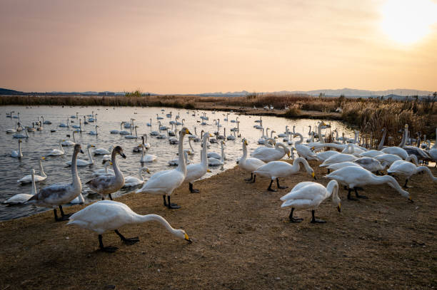 In the shimmering ripples, a group of white swans swim and play freely in the azure seawater
