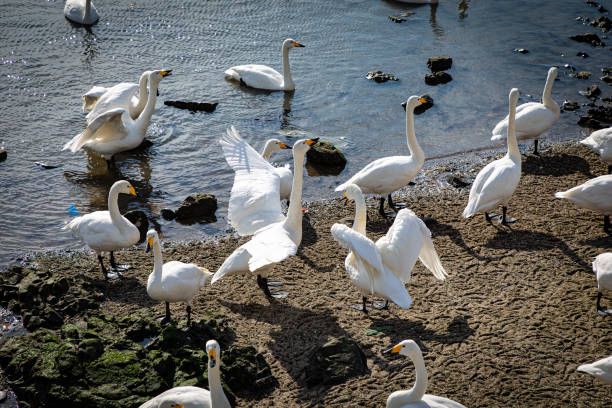 istock Swans playing in the lake under the sunlight 2195263816