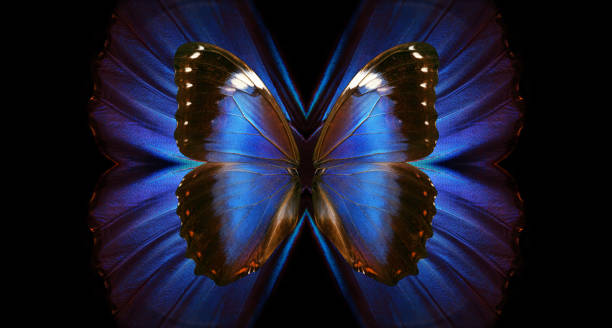 istock wing magic. bright colorful wings of tropical morpho butterfly. abstract pattern from blue wings of morpho butterflies. 2195264217