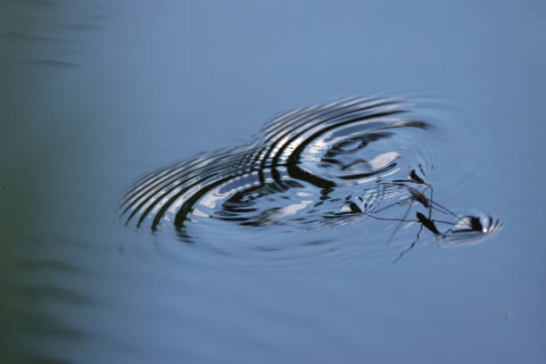 heart water surface, wave heart, a pond skater has formed a heart out of waves, wave pattern, abstract water surface, calm pond, Gerridae, beautiful shapes on the lake, Gerris lacustris, ring structur