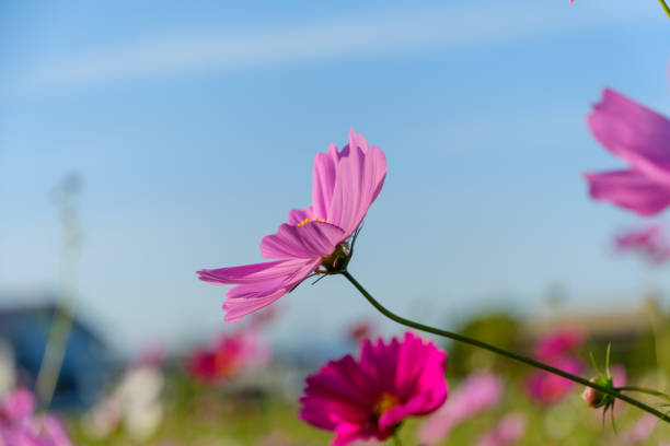 A single cosmos flower stands tall, its vibrant pink petals illuminated by warm sunlight, epitomizing elegance.