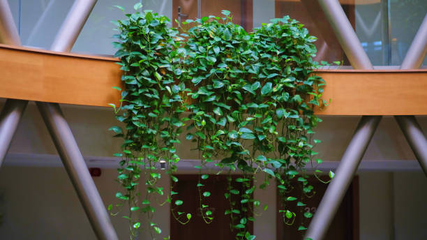 istock Vibrant green vines cascading from wooden balcony 2195265792