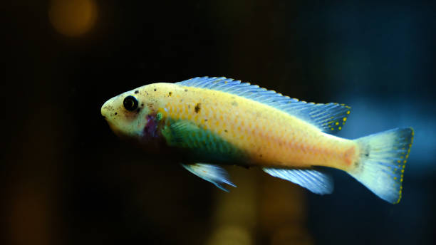 istock Elegant shining fish with subtle colors in water 2195266021