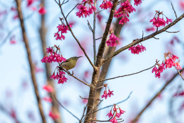 Fork-tailed sunbird perched on a cherry blossom tree under a sunny sky