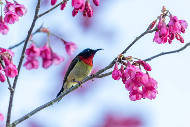 istock The forked tailed sunbird that inhabits cherry blossom trees 2195266058