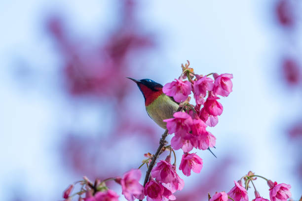 istock The forked tailed sunbird that inhabits cherry blossom trees 2195266062