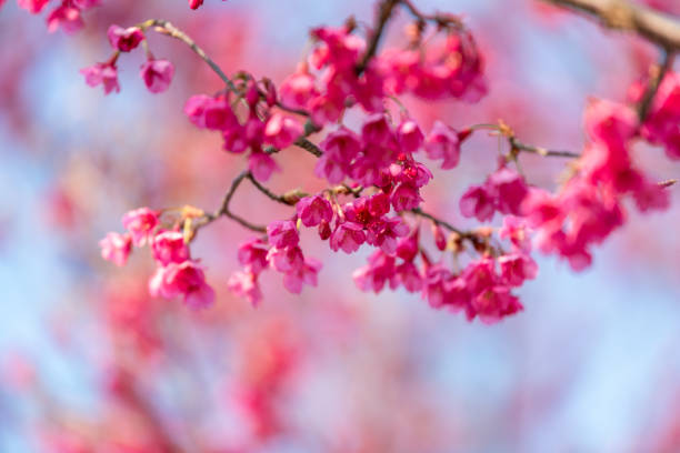 Cherry blossom trees under clear skies