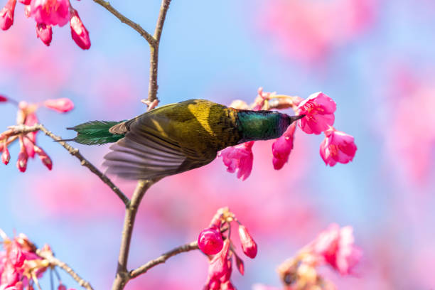 istock The forked tailed sunbird that inhabits cherry blossom trees 2195266184